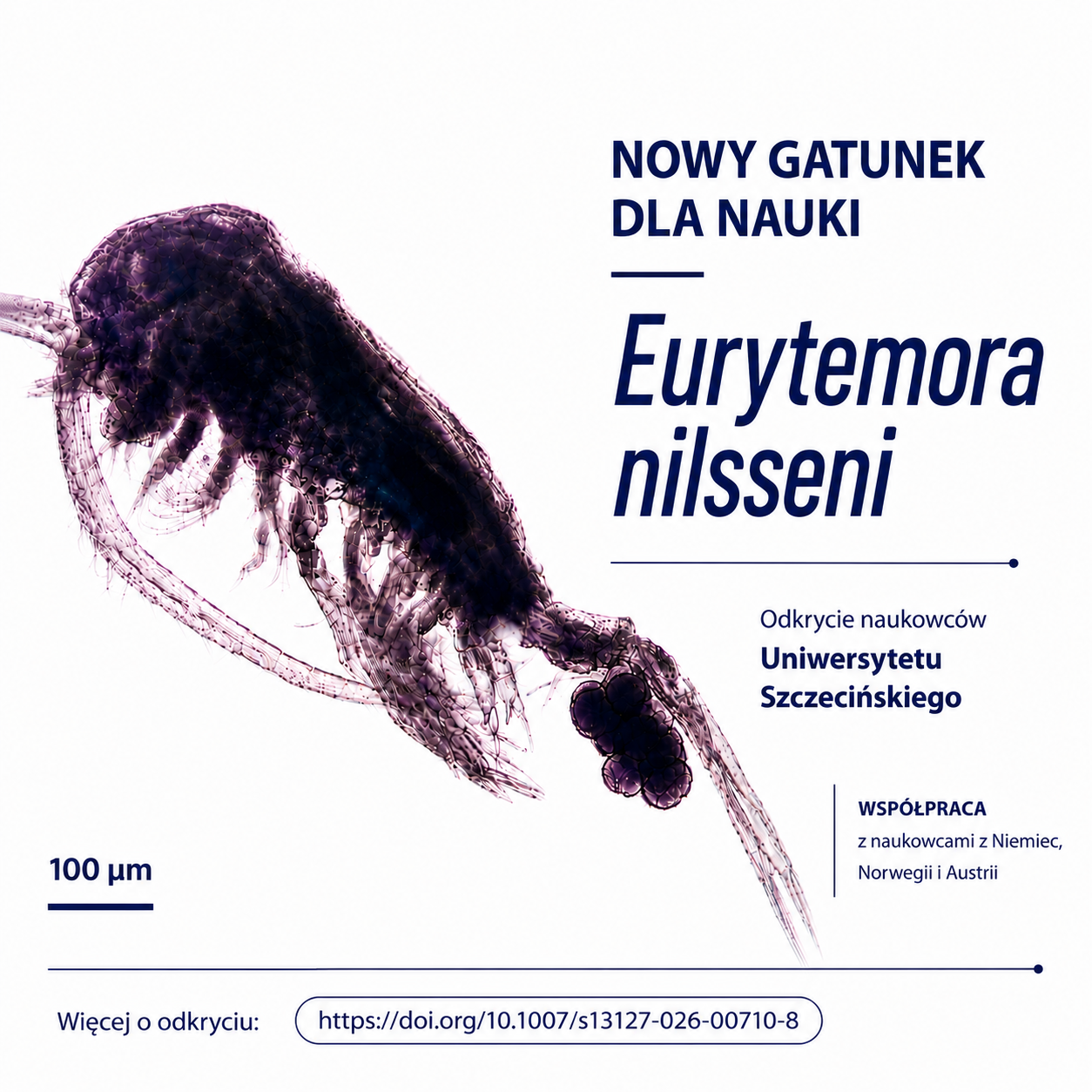 Nowy gatunek skorupiaka odkryty przez naukowców Uniwersytetu Szczecińskiego
