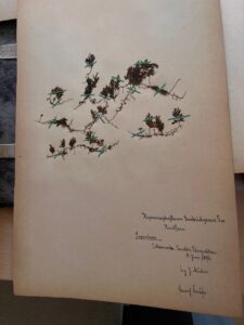 Herbarium-Stetinense-kolekcja-Bernarda-Krusego