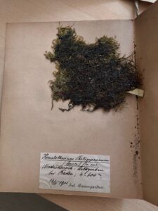 Herbarium-Stetinense-kolekcja-Bernarda-Krusego