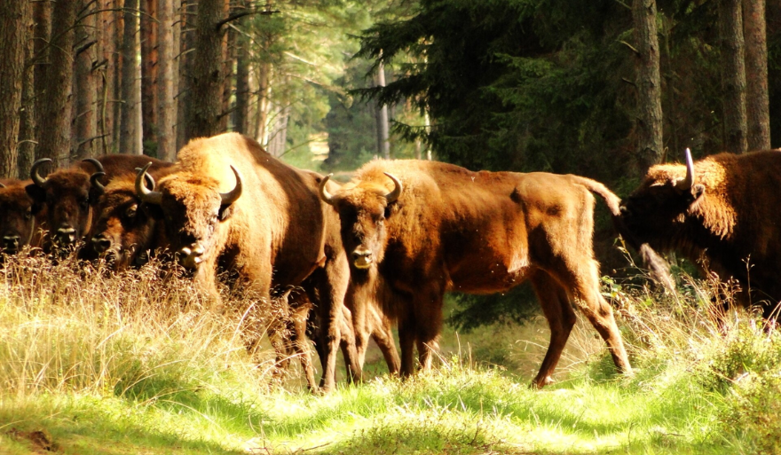 Żubry, lasy i telemetria. Nowa publikacja z udziałem INoMiŚ w „Nature Ecology & Evolution”